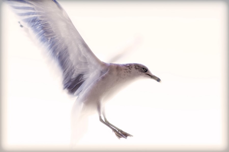 by Cody Miller - Wildlife Birds