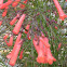 Firecracker plant