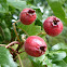 Hawthorn