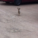 Jack rabbit