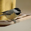 Carolina Chickadee