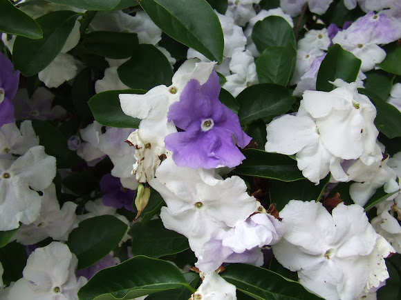 Spotting Image 1