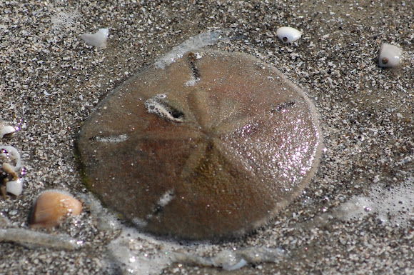 Spotting Image 1