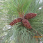Pine tree