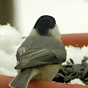 Carolina Chickadee