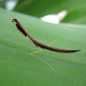 Slender Stick Mantis