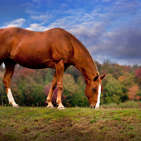 by Rachel Bilodeau - Animals Horses