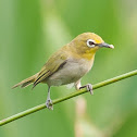 Oriental White-eye