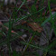 female Lythria cruentaria, Ampfer-Purpurspanner
