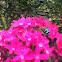 Blue Banded Bee
