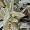 Purple Phlomis