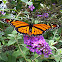 Monarch Butterfly