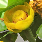 Yellow Pond-lily
