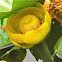 Yellow Pond-lily