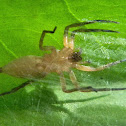 spider