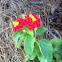 Lantana