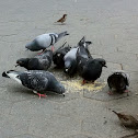Feral pigeon