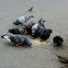 Feral pigeon