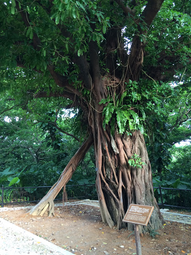 Giant Akagi Tree