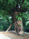 Giant Akagi Tree