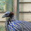 Vulturine Guineafowl