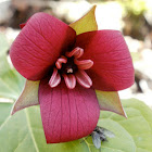 Red Trillium