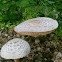 Chlorophyllum molybdites