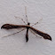 Plume moth species