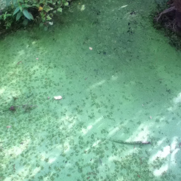 Spotting Image 1