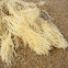 alga