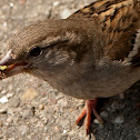 House Sparrow