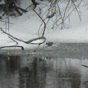 Greater Yellowlegs