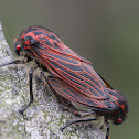 Red-veined Leafhopper