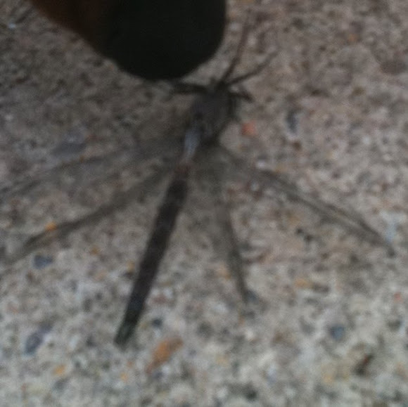 Spotting Image 1