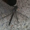 Dragon fly