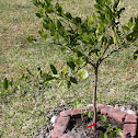 Orange Tree