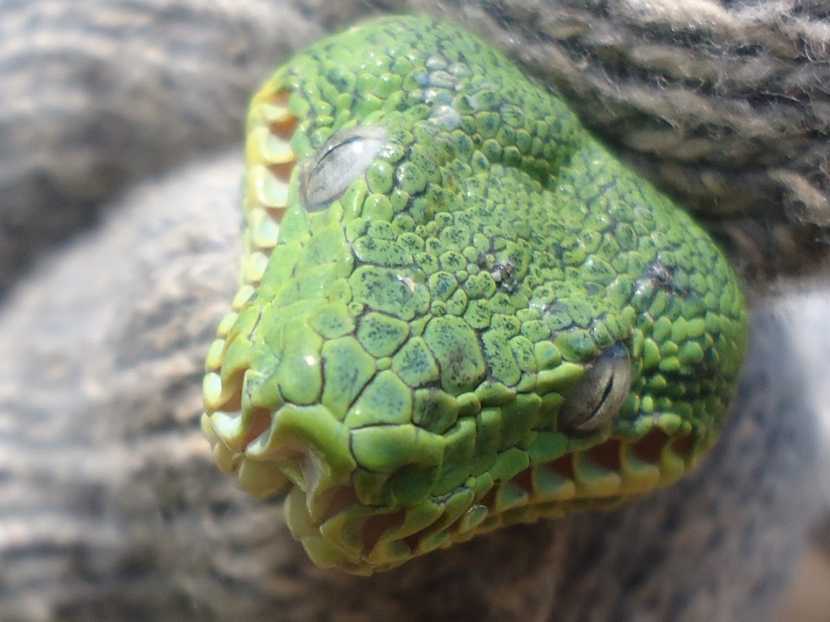 Snake