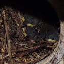 Carolina Wren babys