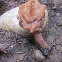 Brown Elfin Saddle
