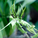 Gireoud's Brassia Orchid
