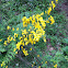 Scotch broom
