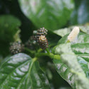 Wild pepper