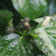 Wild pepper