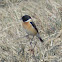 Common Stonechat