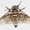 moth