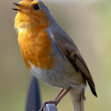 European Robin