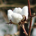 Cotton