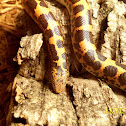 Kenyan Sand Boa
