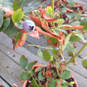 Blueberry bush