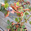 Blueberry bush